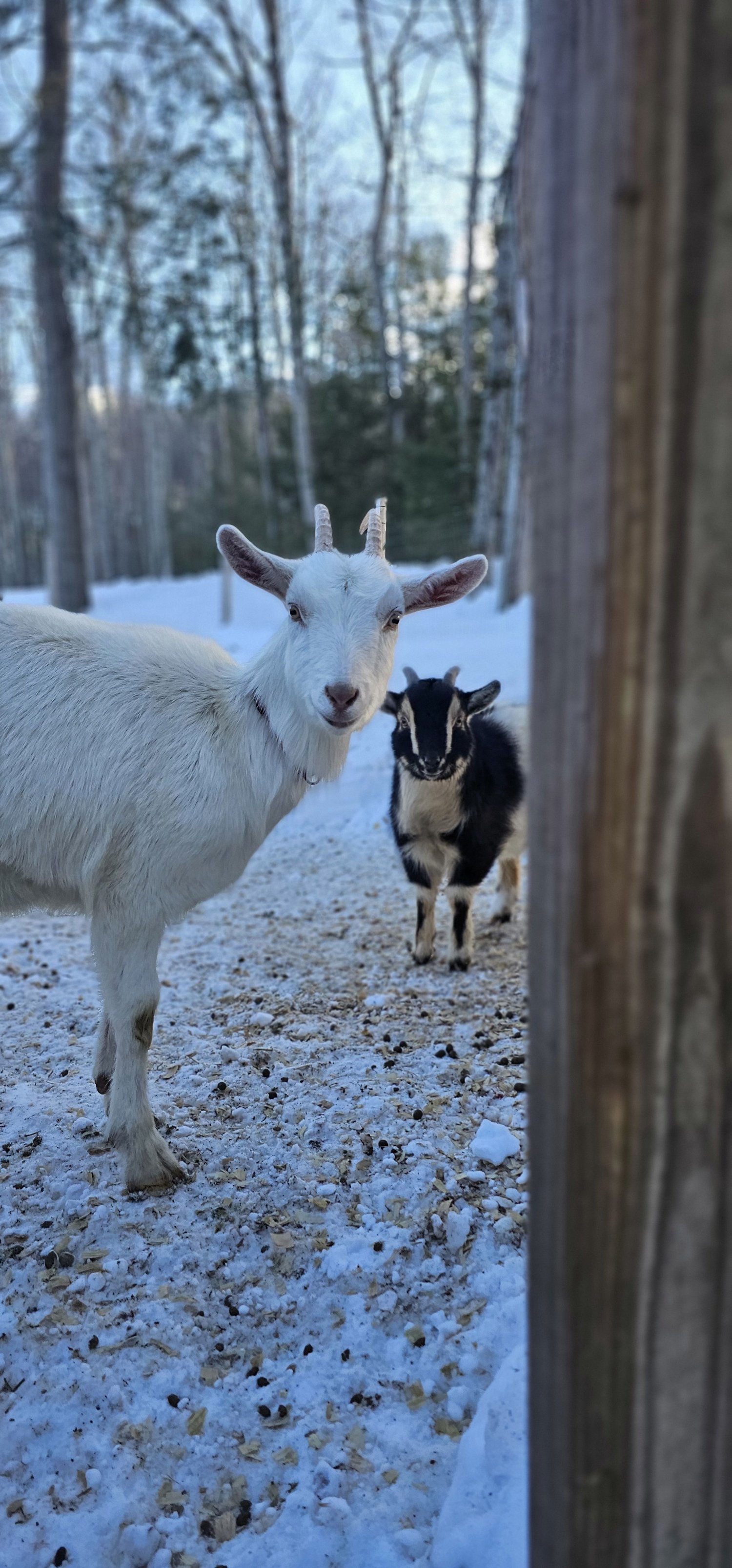Goat photo from Greenwood’s website